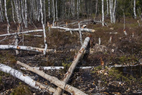 Felled birch trees by Eurasian beaver