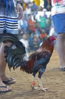 Fighting cock