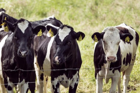 Cows in a paddock behind a pasture fence