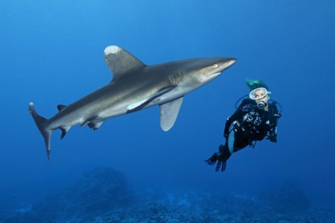 Diver watching oceanic whitetip shark