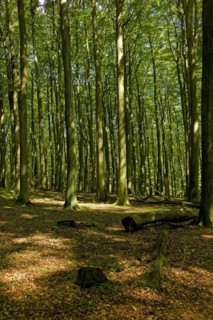 Forest near the Koenigsstuhl