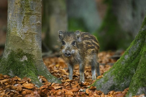 Wild boar