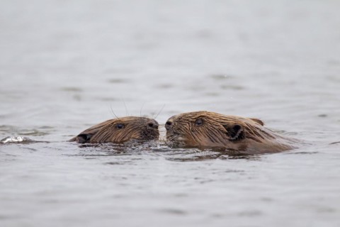 Close up of two Eurasian beavers