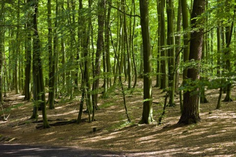 Forest near the Koenigsstuhl