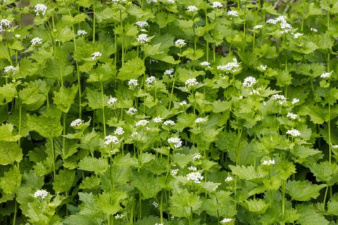 Garlic mustard