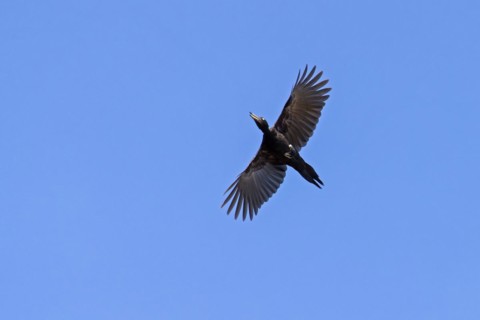 Black woodpecker