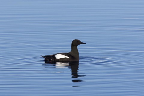 Black guillemot