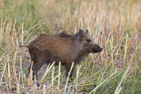 Wild boar
