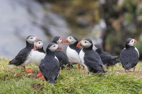 Atlantic puffins