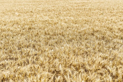 Triticale in a field