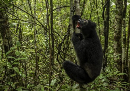 An Indri Lemur in the rainforests of Analamazaotra National Park in eastern Madagascar