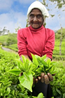 Elderly tea picker showing plucked tea leaves