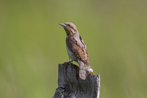 Eurasian wryneck