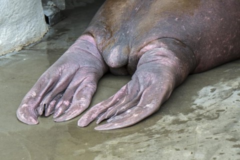 Walrus