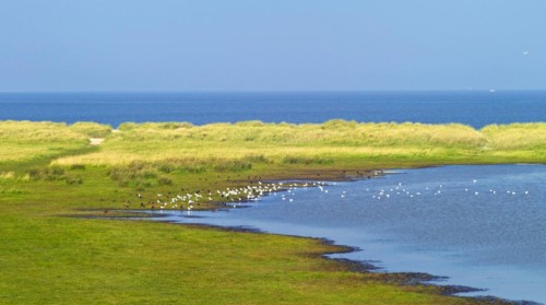 Salt marsh and seagull colony in Schillig