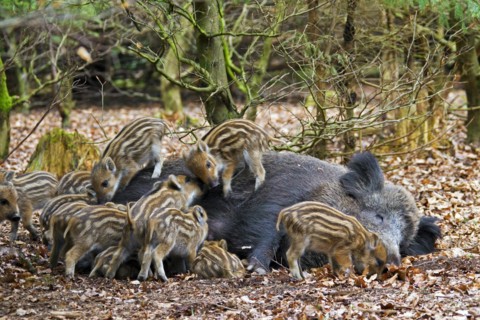 Wild boar