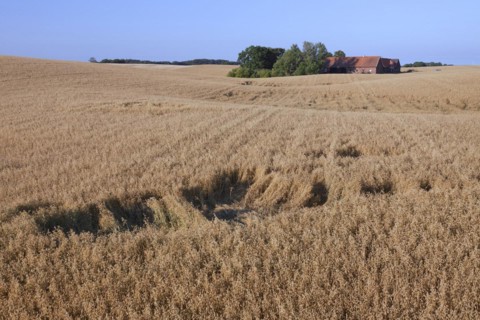 Damage in oat field
