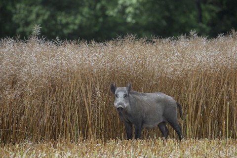 Wild boar