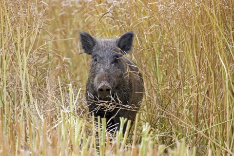 Solitary wild boar