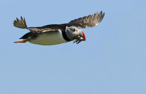 Atlantic Puffin