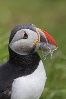 Atlantic puffin