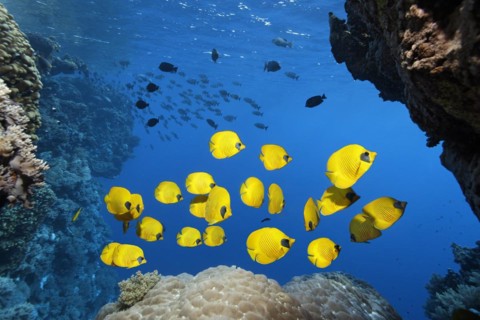 Shoal of fish
