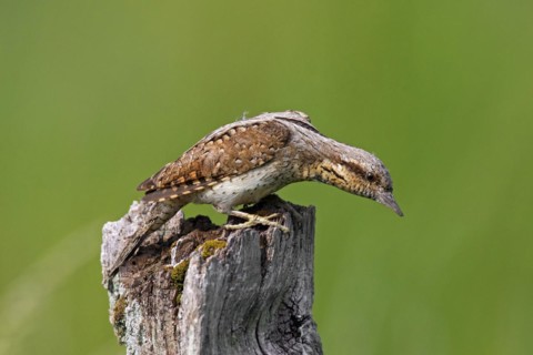 Eurasian wryneck