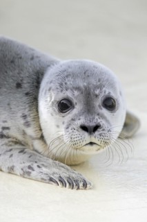 Orphaned common seal