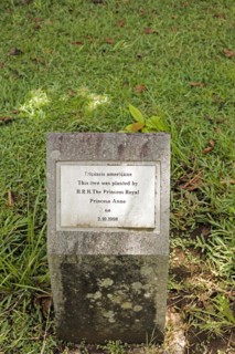 Memorial stone on the occasion of the planting of an ant tree