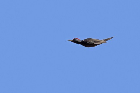 Black woodpecker