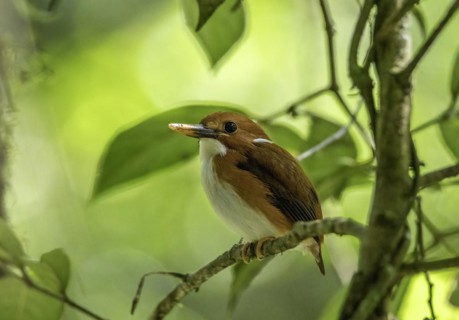 A pygmy kingfisher in the rainforests of Analamazaotra National Park in eastern Madagascar