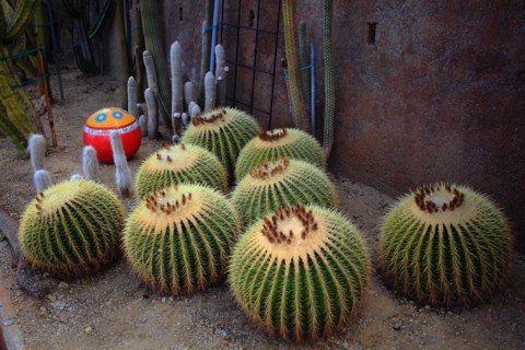 Pallanca exotic garden