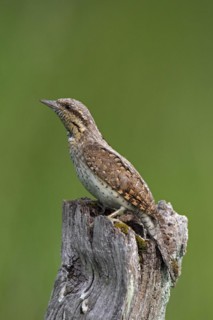 Eurasian wryneck