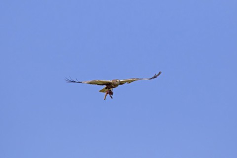 Western marsh harrier