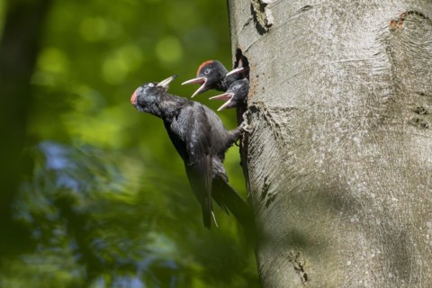 Black woodpecker