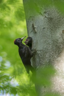 Black woodpecker