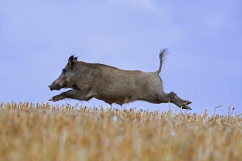 Solitary wild boar