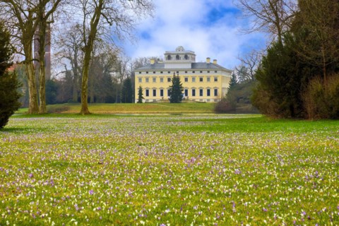 Crocus meadow
