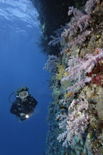 Female diver