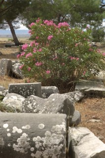 Remains of columns with flowering oleander