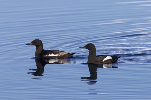 Two black guillemots