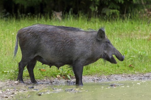 Wild boar