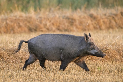 Solitary wild boar