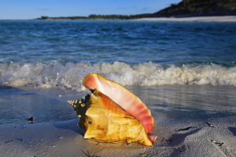 Conch Shell on Shroud Cay