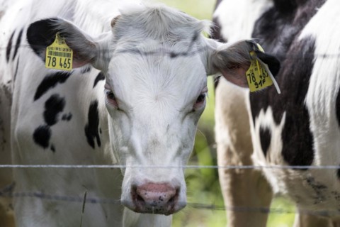 Cows in a paddock behind a pasture fence