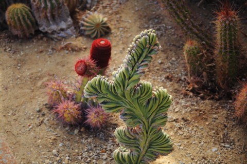Pallanca exotic garden