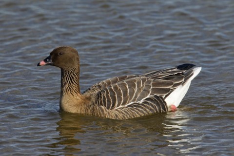 Pink-footed goose