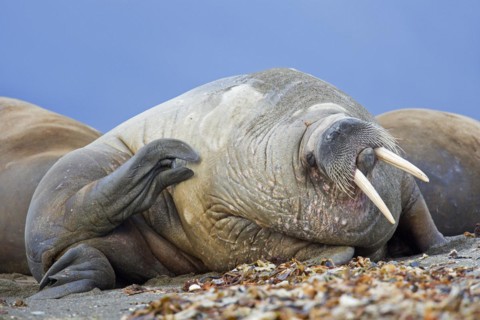 Male walrus