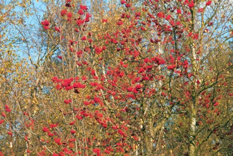 Mountain ash