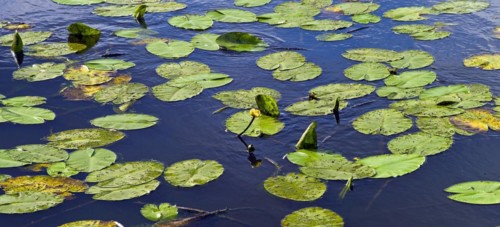 Yellow pond lily in a drainage ditch